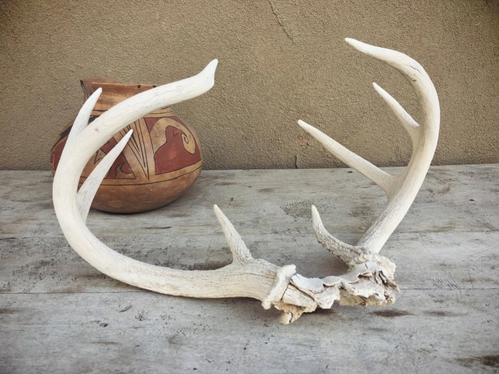 Antler pheasant feathers antlers hunting